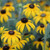 Rudbeckia x American Gold Rush PP28498 72 cells