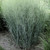 Panicum virgatum Heavy Metal 72 cells