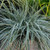 Carex oshimensis EverColor Everest PP20955 50 cells