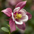 Aquilegia caerulea Kirigami Rose and Pink 72 cells