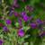 Salvia greggii Mirage Deep Purple PP28538 72 cells