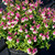 Salvia greggii Mirage Rose Bi-Color PP33084 72 cells
