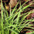 Carex morrowii Ice Ballet PP20228 38 cells