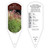 Miscanthus sinensis Red Cloud® PP30802 1 Tag