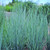 Schizachyrium scoparium 'Prairie Blues' (38 cells)