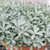 Artemisia GardenGhost PP33773 72 cells