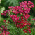 Achillea millefolium New Vintage™ Red PP25618 (72 cells)