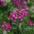 Achillea millefolium New Vintage™ Violet PP25750 (72 cells)
