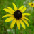 Rudbeckia fulgida var fulgida (72 cells) Rudbeckia fulgida var fulgida (72 cells)