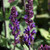 Salvia nemorosa 'Caradonna' (72 cells) Salvia nemorosa 'Caradonna' (72 cells)