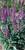 Veronica spicata Purplegum Candles PP33094 (72 cells)