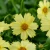 Coreopsis Solanna™ Glow PPAF (72 cells)