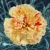 Dianthus Scent First® Lemon Sparkler PPAF (72 cells)