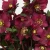 Helleborus Winter Sparkle 'Red' PPAF (72 cells)