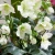 Helleborus Winter Sparkle 'White' PPAF (72 cells)