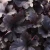 Heuchera hybrid Everglow Midnight PPAF (72 cells)