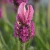 Lavandula stoechas Butterfly Gardens™ Poppin' Pink PPAF (72 cells)