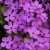 Phlox hybrida Candy Cloud™ Pink PPAF (72 cells)