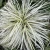 Carex Lunar Falls™ PP37205 (50 cells)