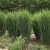 Panicum virgatum Dream Catcher® Lightning Bolt® PP36395 (38 cells)