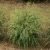 Panicum virgatum Dream CatcherÃ‚® Lion's ManeÂ™ PPAF (38 cells)