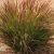 Panicum virgatum Dream CatcherÃ‚® Cherry BombÂ™ PPAF (38 cells)