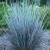 Schizachyrium scoparium Free Spirit® Mystic Purple™ PPAF (38 cells)