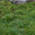 Carex pensylvanica (72 cells)