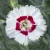 Dianthus American Pie™ Berry a`la Mode PP35561 (72 cells)