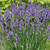 Lavandula angustifolia Big Time Blue PP24827 72 cells