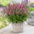 Veronica spicata Pink Candles PP29780 72 cells