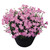 Dianthus Beauties Kahori Pink PPAF 72 cells