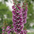 Digitalis purpurea Dalmatian Purple 72 cells