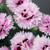 Dianthus Early Bird Fizzy PP21394 72 cells