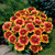 Gaillardia xgrandiflora 'Arizona Sun' (72 cells)