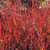 Andropogon gerardii Red October PP26283 38 cells