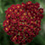 Achillea Desert Eve Red Improved PP22333 72 cells