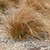 Carex testacea 50 cells