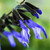 Salvia guaranitica Black and Blue 72 cells