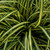 Carex oshimensis EverColor Everoro PP23406 50 cells