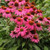 Echinacea purpurea PowWow Wild Berry 72 cells