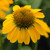 Echinacea Sombrero Lemon Yellow Improved PP24768 72 cells