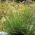 Bouteloua gracilis (38 cells)