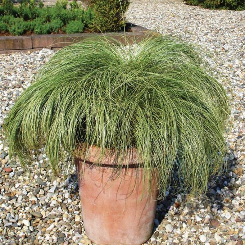 We get misty whenever it’s near... ColorGrass® Amazon Mist