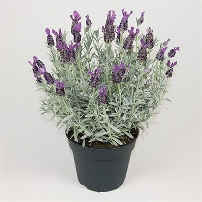 THE END TO BORDER WARS: Part III (Lavandula and Thymus)