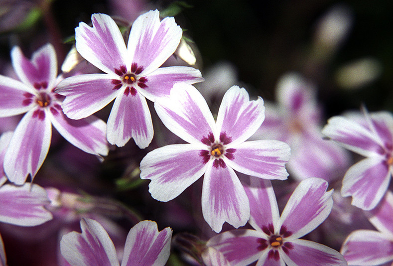 Don’t Let Spring Creep Up On You! (Phlox subulata)