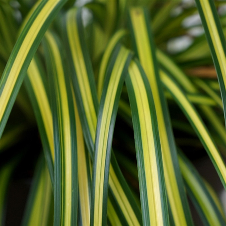 Culture Tips for Carex oshimensis