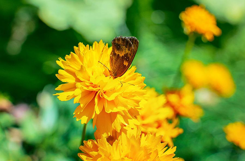 Cheers! (Coreopsis grandiflora 'Early Sunrise')