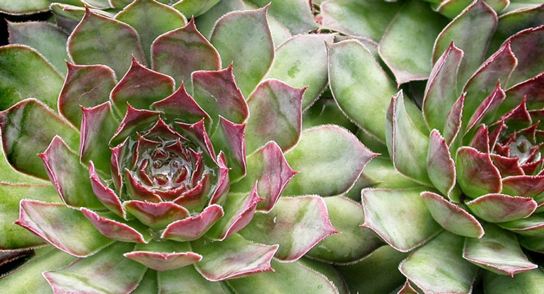SEMPERVIVUM Hen & chicks, house leeks, cat & kittens, etc...