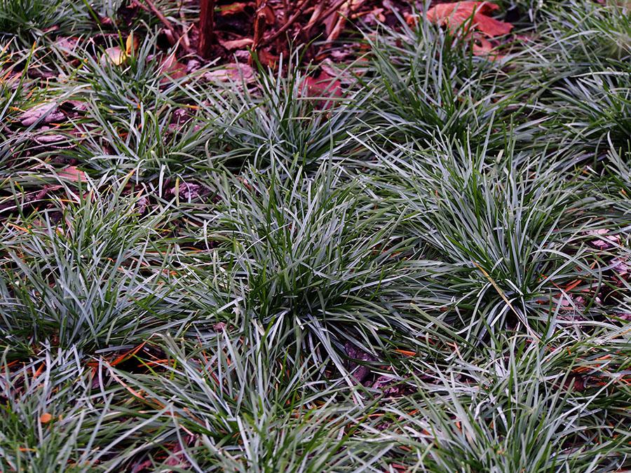 Sesleria caerulea - Cool, With a Twist.